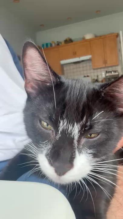 Enlarge Sherlock, a Adoptable Domestic Short Hair in Vancouver, BC video 3/6