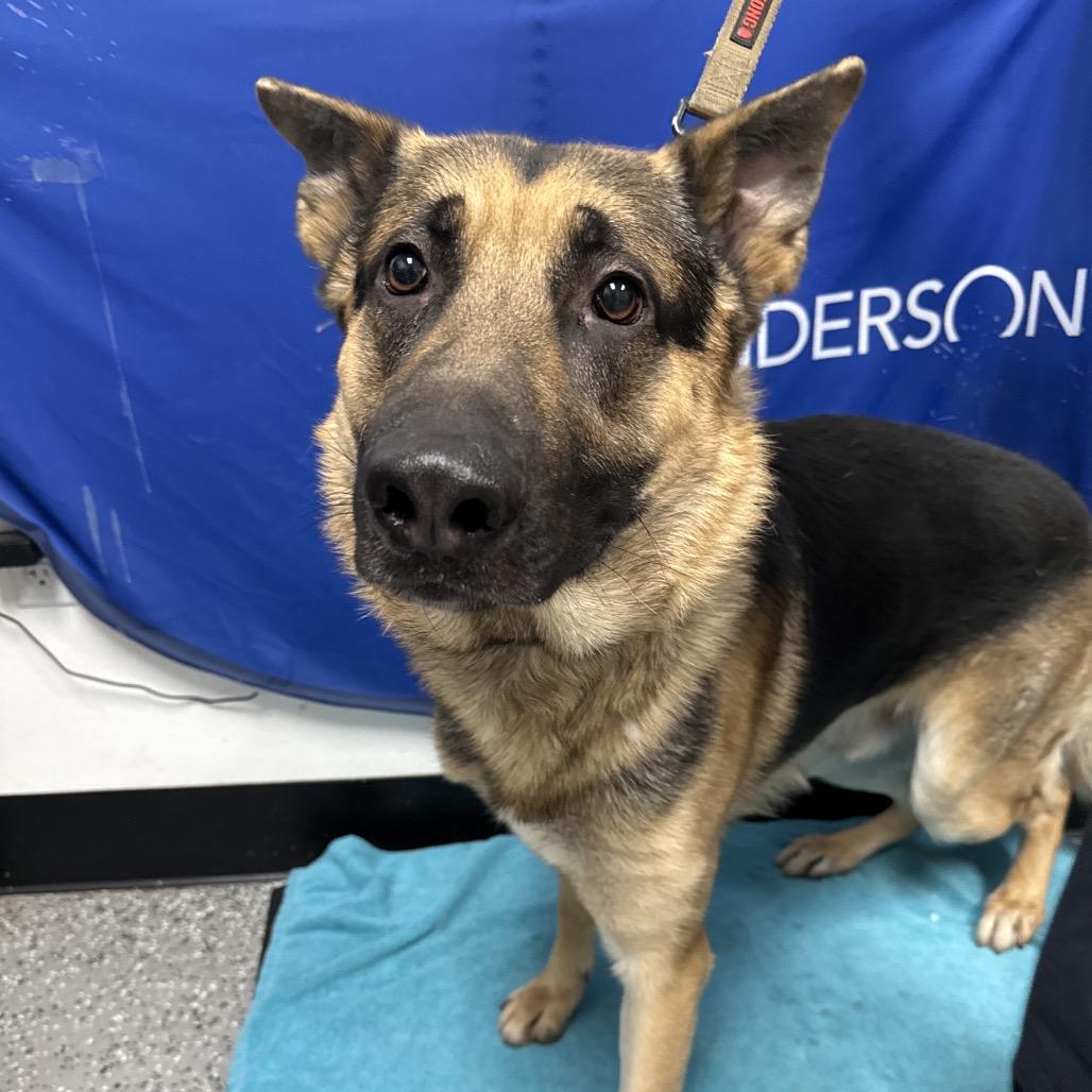 Theo, Adoptable, Adult Male German Shepherd Dog.