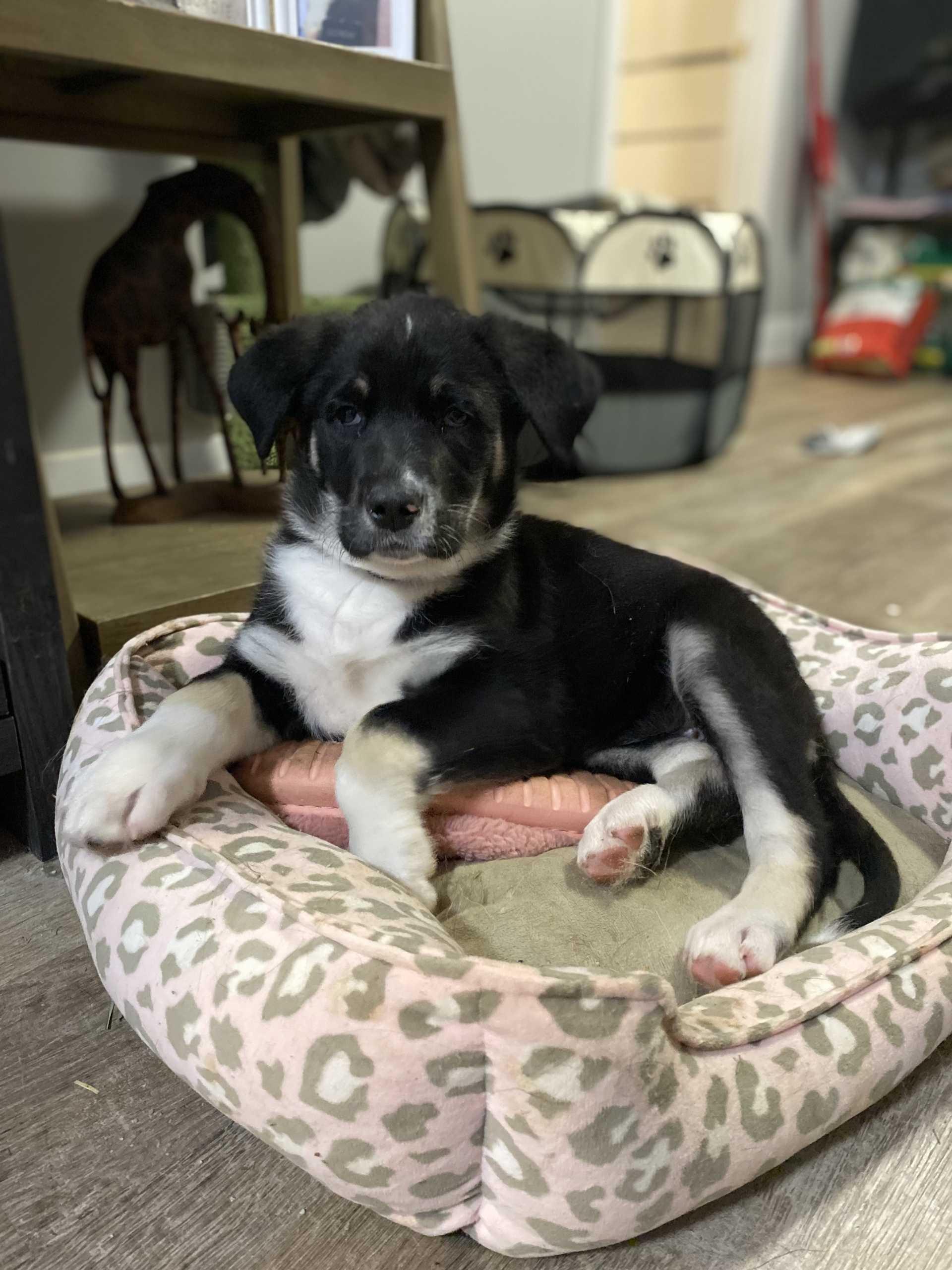 Snickers, Adopted, Puppy Female Mixed Breed.