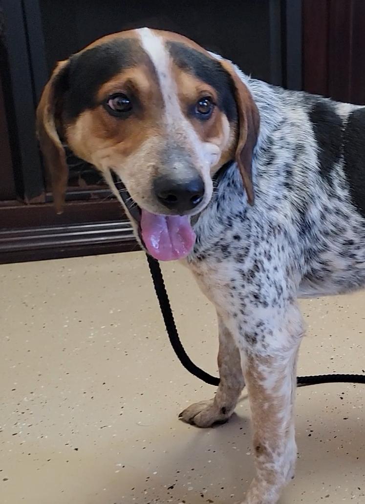 Enlarge Blue, a ADOPTABLE Bluetick Coonhound in Mount Sterling, KY image 2/6