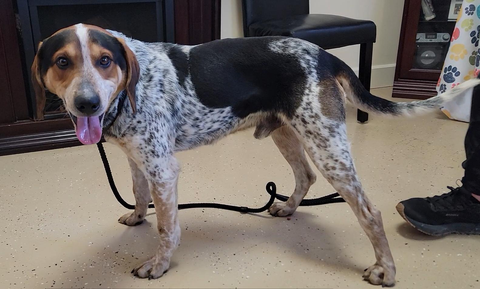 Enlarge Blue, a ADOPTABLE Bluetick Coonhound in Mount Sterling, KY image 6/6