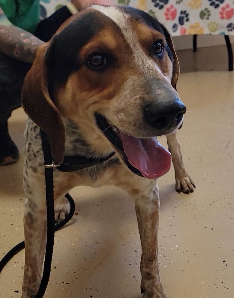 Enlarge Blue, a ADOPTABLE Bluetick Coonhound in Mount Sterling, KY image 4/6