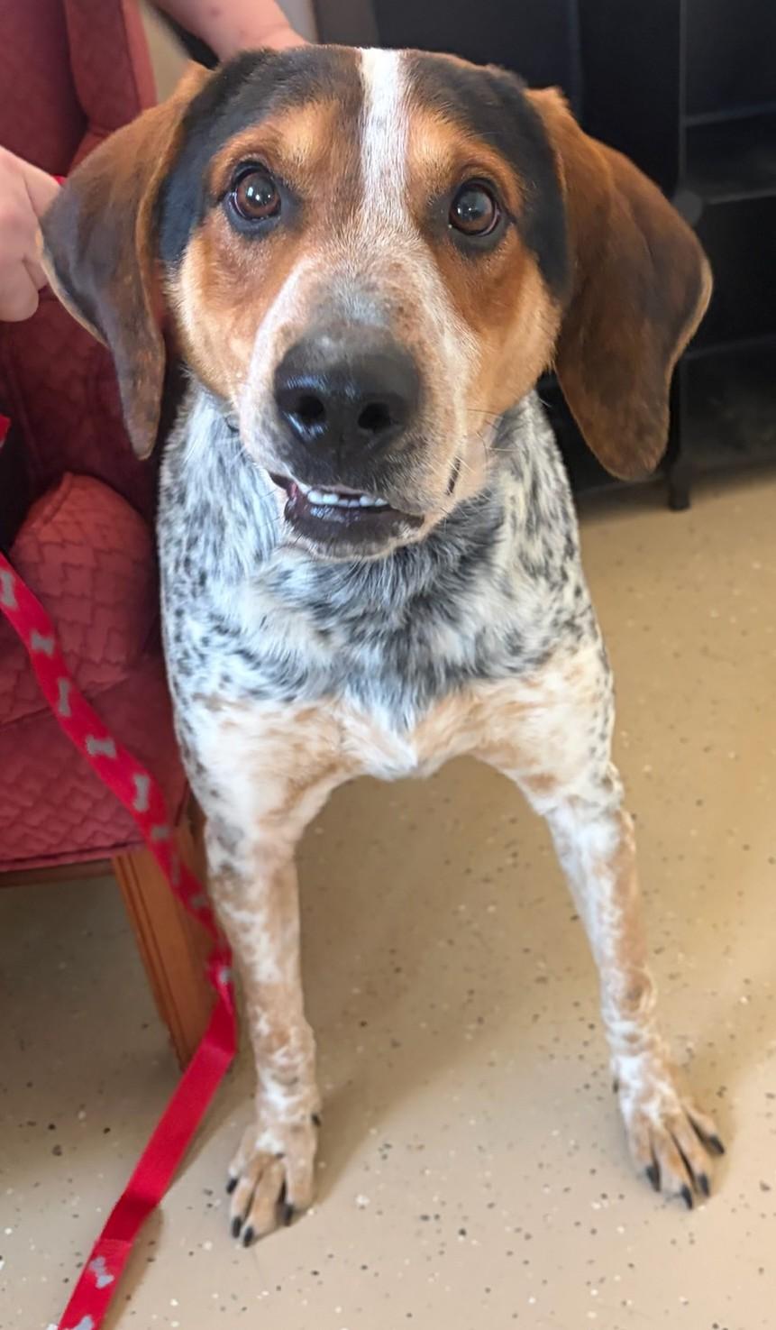 Enlarge Blue, a ADOPTABLE Bluetick Coonhound in Mount Sterling, KY image 1/6