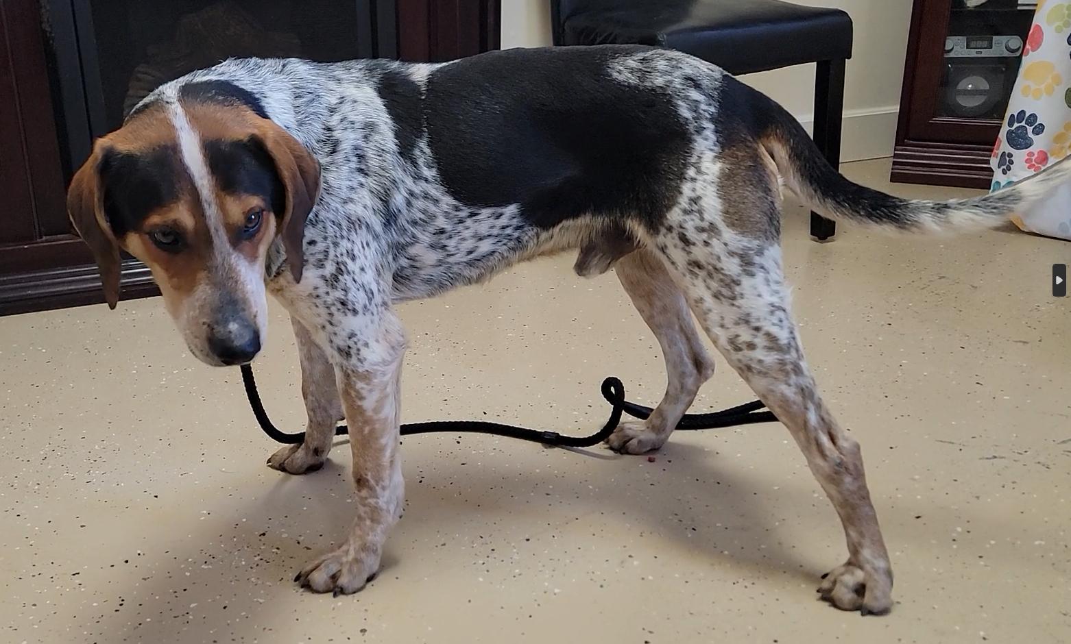 Enlarge Blue, a ADOPTABLE Bluetick Coonhound in Mount Sterling, KY image 5/6