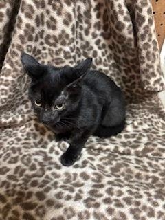 Barney, Adopted, Kitten Male Domestic Short Hair.