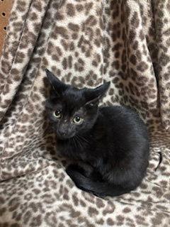 Enlarge Barney, a Adopted Domestic Short Hair in Fayetteville, GA image 2/3