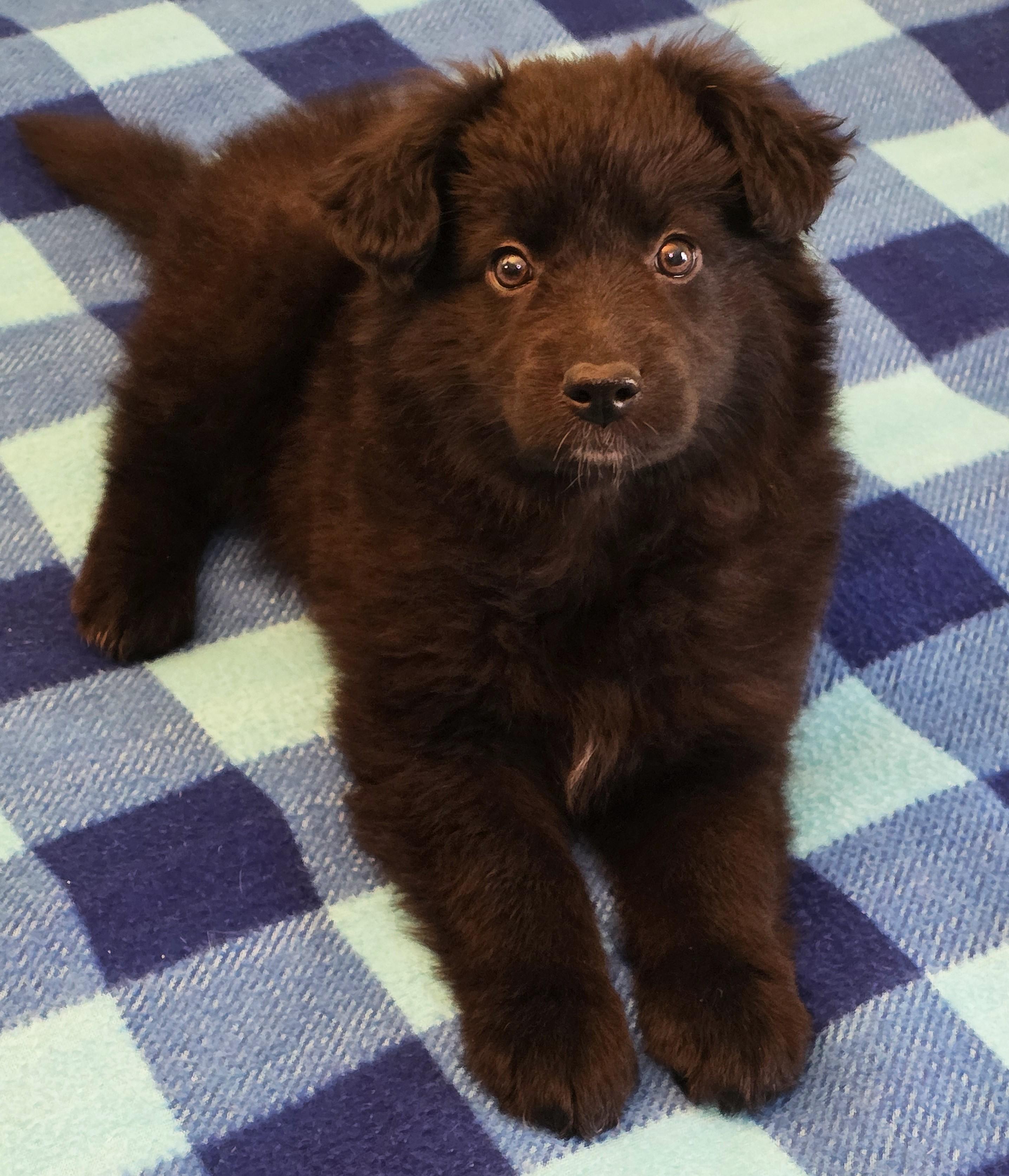 Enlarge Amy, a ADOPTABLE mixed breed in Lisbon, IA image 1/6