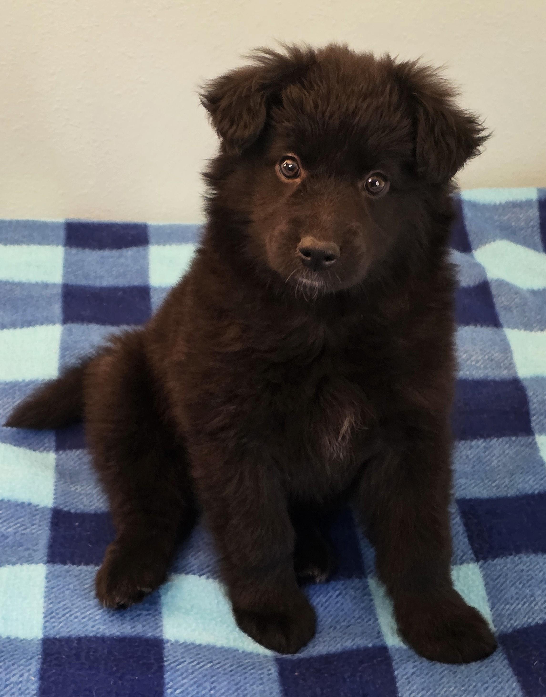 Enlarge Amy, a ADOPTABLE mixed breed in Lisbon, IA image 2/6