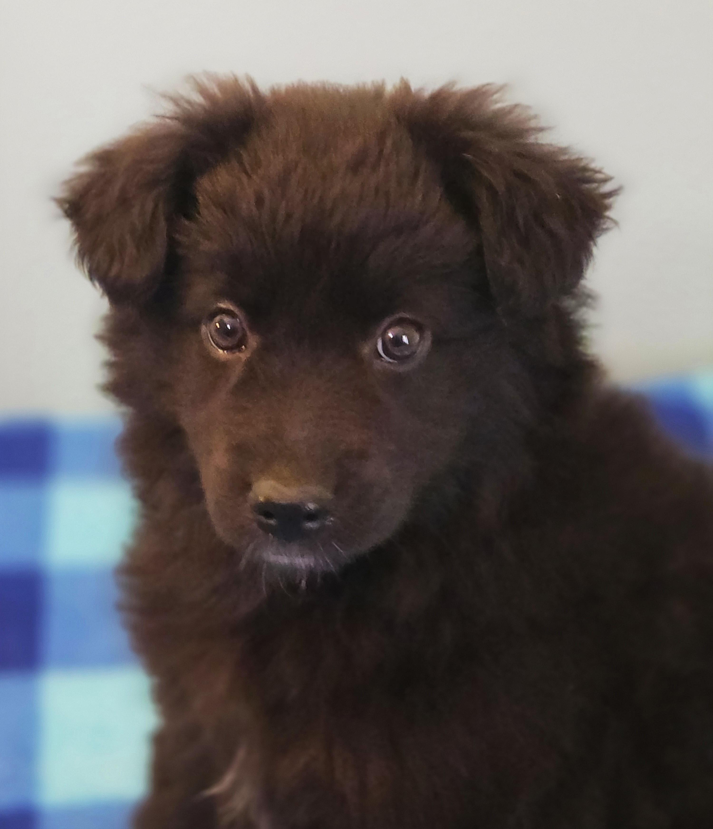 Enlarge Amy, a ADOPTABLE mixed breed in Lisbon, IA image 3/6