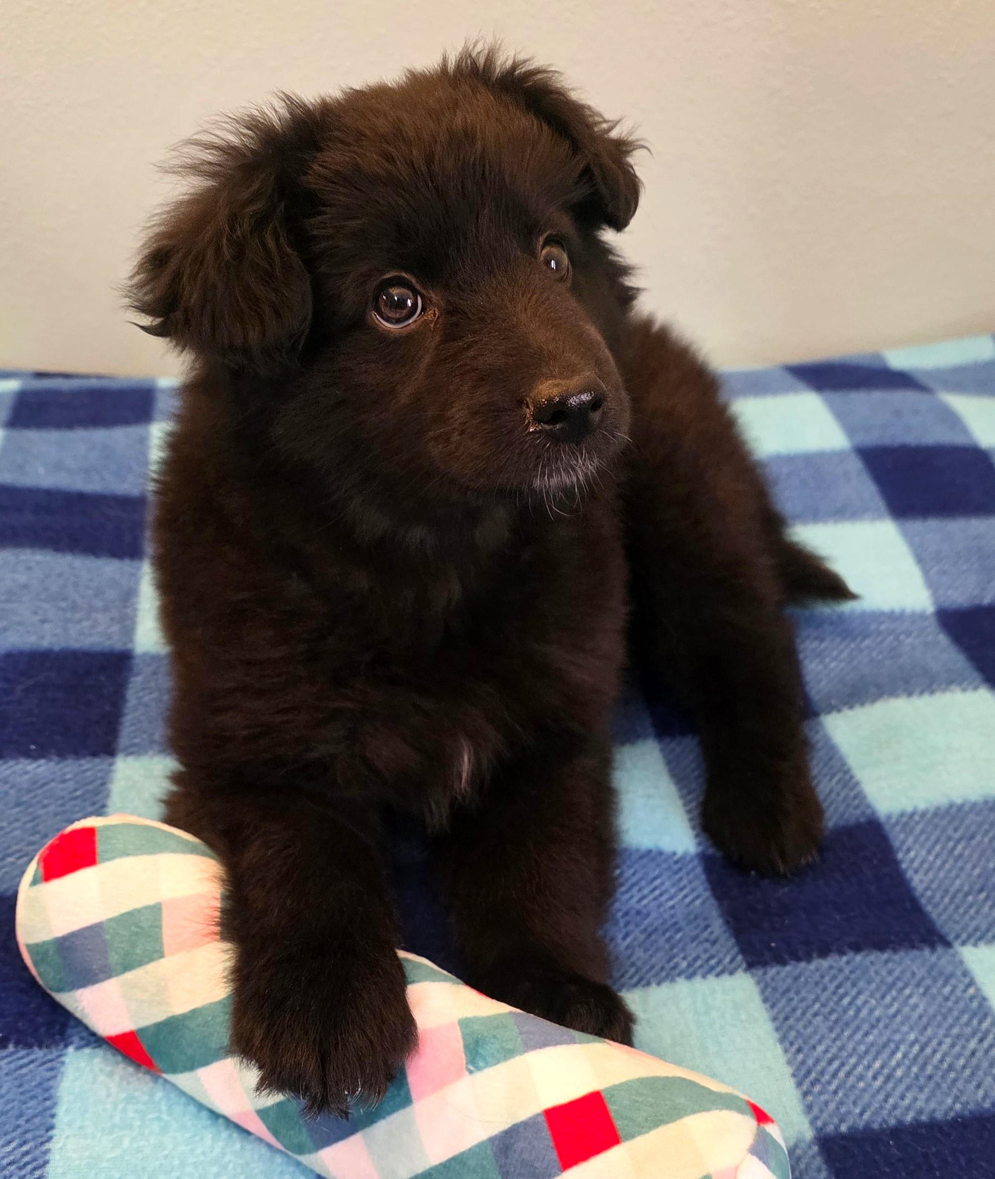 Enlarge Amy, a ADOPTABLE mixed breed in Lisbon, IA image 5/6