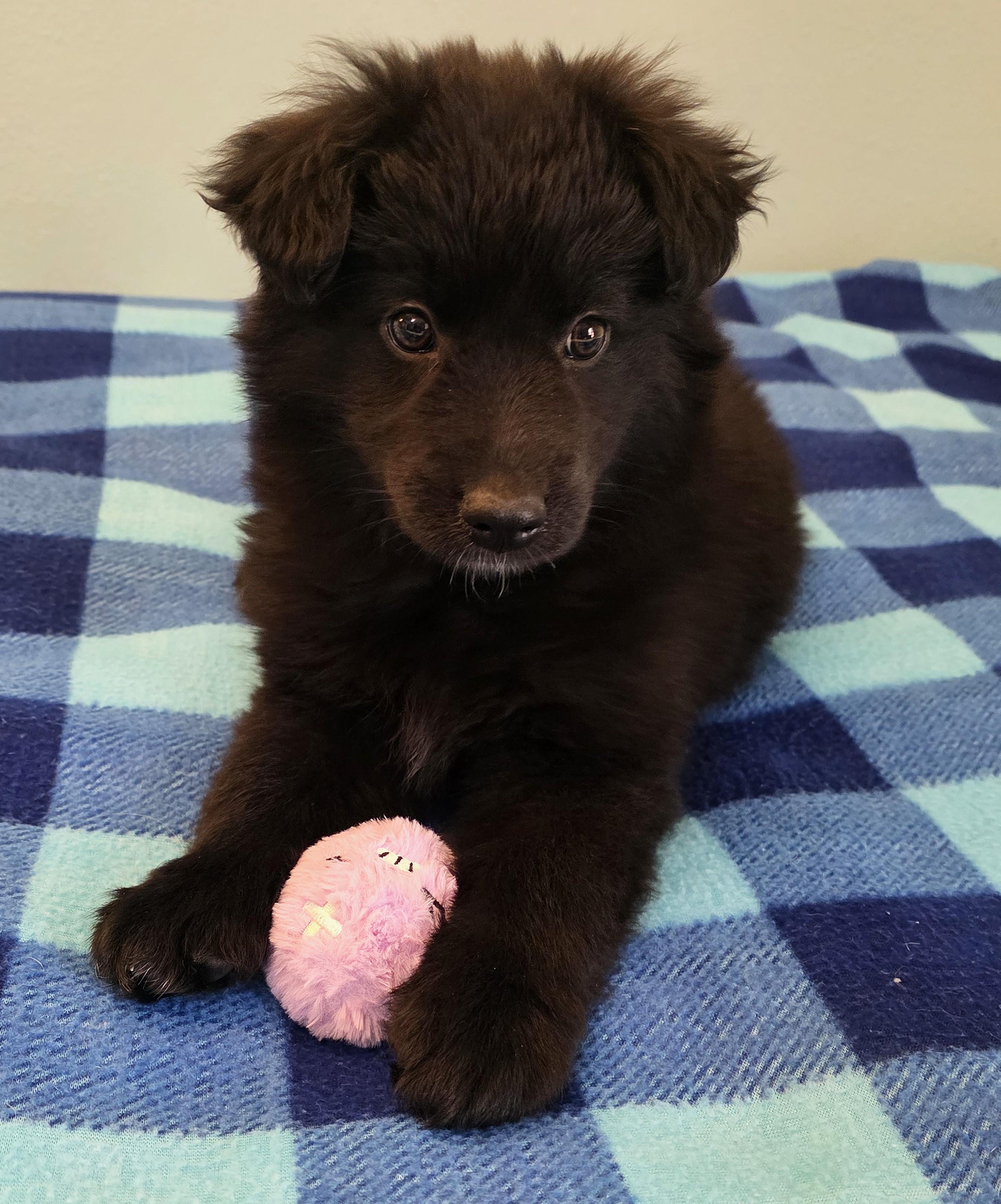 Enlarge Amy, a ADOPTABLE mixed breed in Lisbon, IA image 4/6