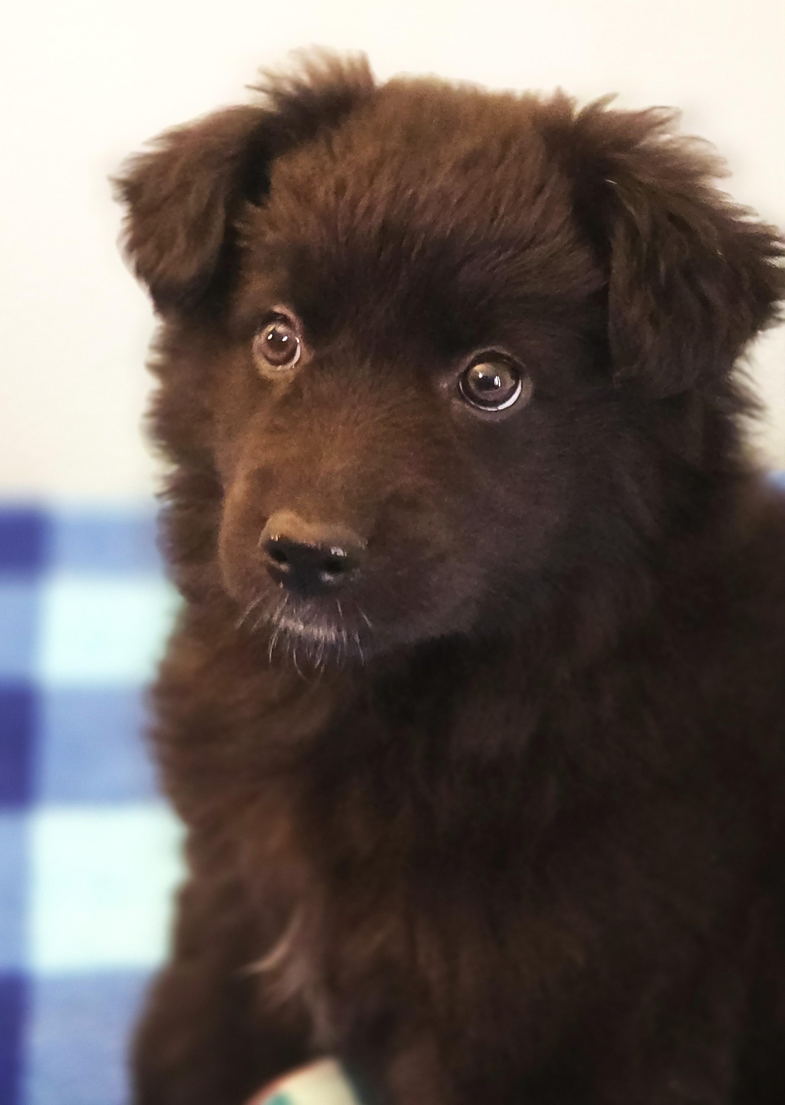 Enlarge Amy, a ADOPTABLE mixed breed in Lisbon, IA image 6/6