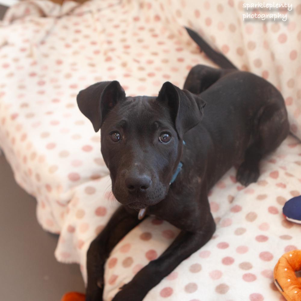 Enlarge Blaze, a Adoptable Mixed Breed in Ridgefield, CT image 4/6