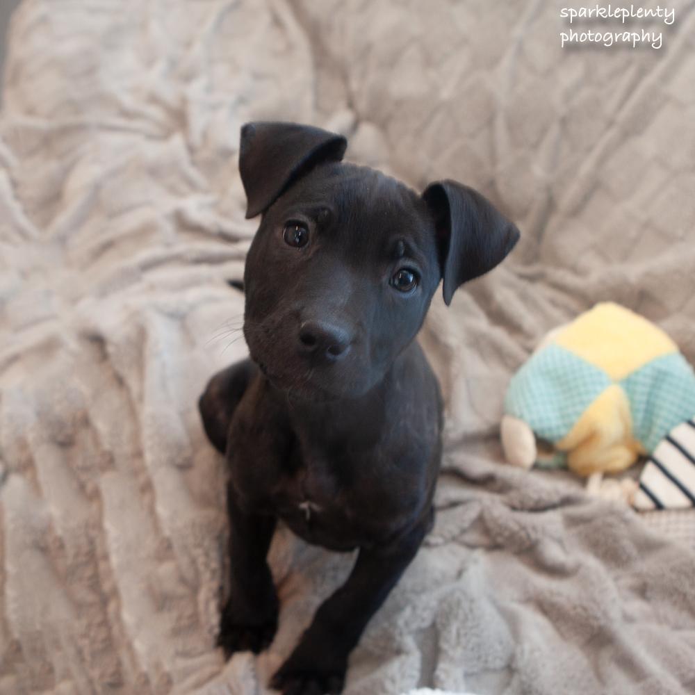 Enlarge Blaze, a Adoptable Mixed Breed in Ridgefield, CT image 1/4