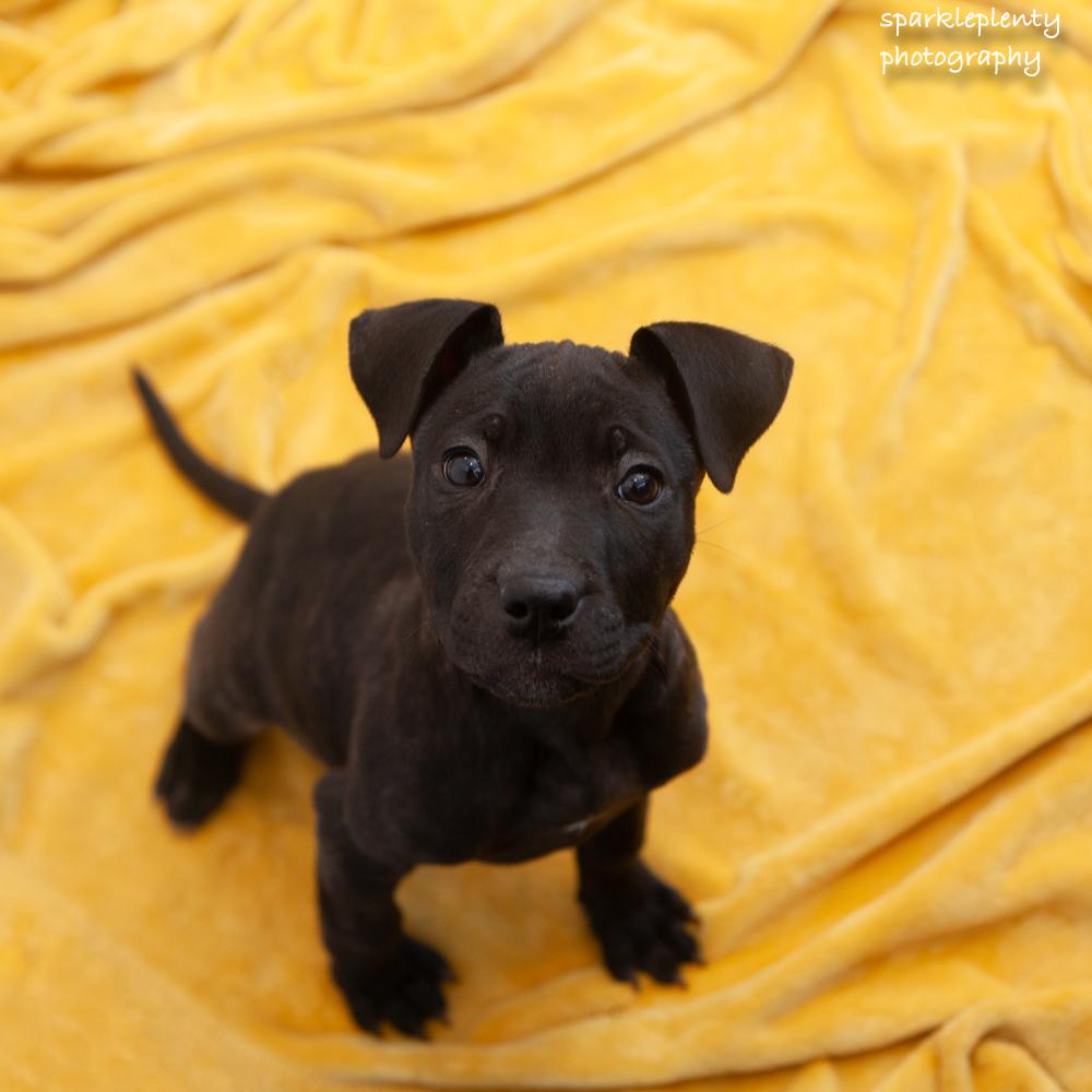 Enlarge Blaze, a Adoptable Mixed Breed in Ridgefield, CT image 2/4