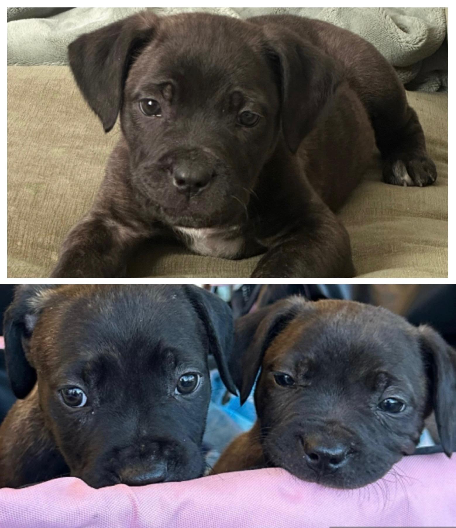 Enlarge Blaze, a Adoptable Mixed Breed in Ridgefield, CT image 4/4