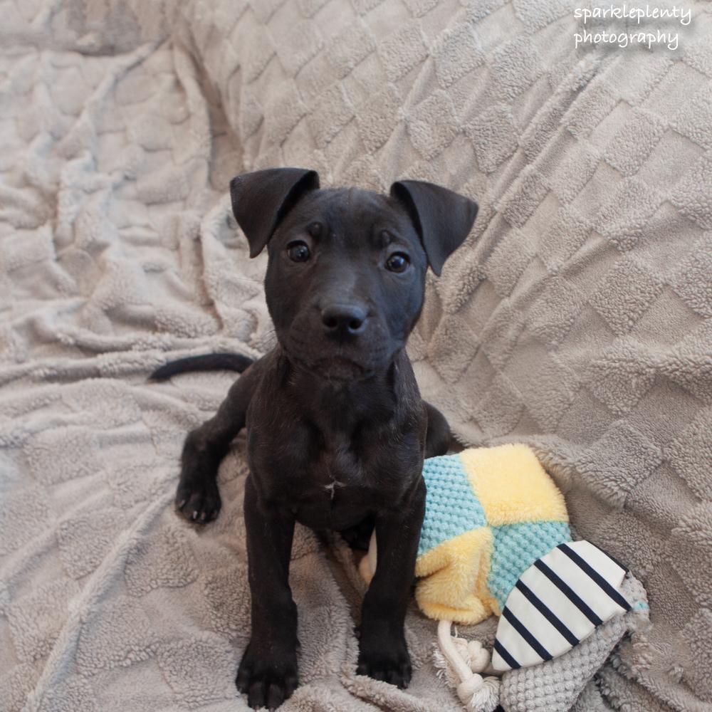 Enlarge Blaze, a Adoptable Mixed Breed in Ridgefield, CT image 3/4