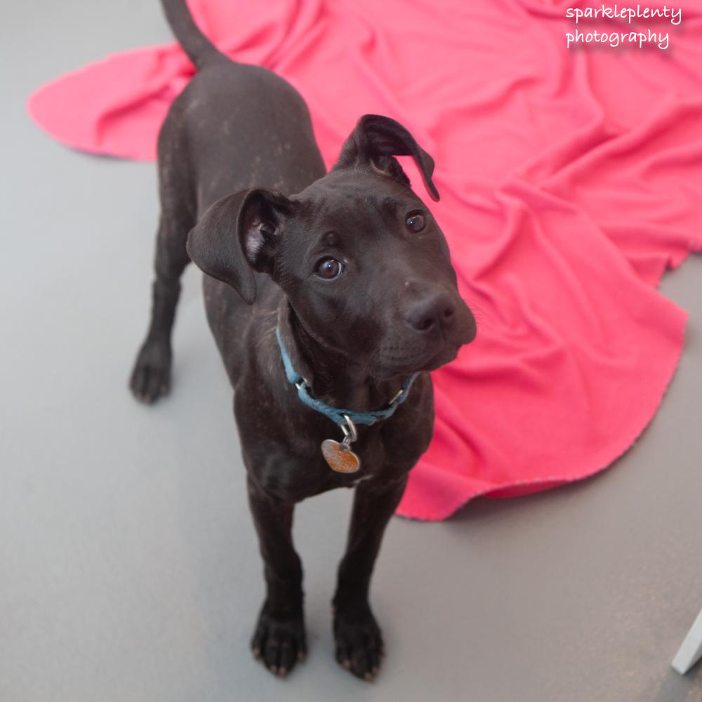 Enlarge Blaze, a Adoptable Mixed Breed in Ridgefield, CT image 3/6