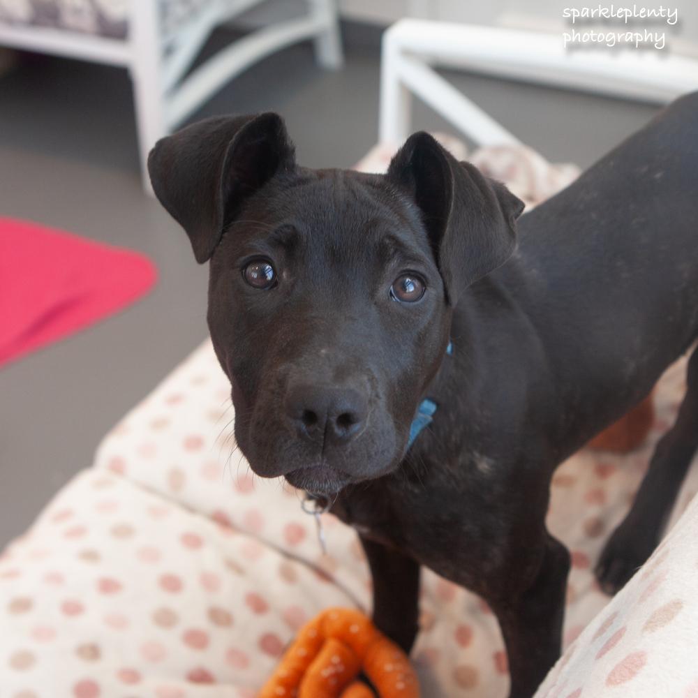 Blaze, Adoptable, Puppy Female Mixed Breed.