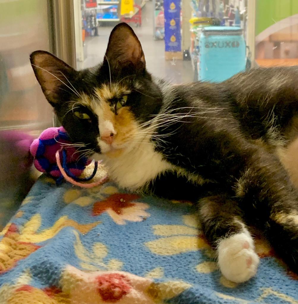 Tygra, Adoptable, Adult Female Domestic Short Hair.