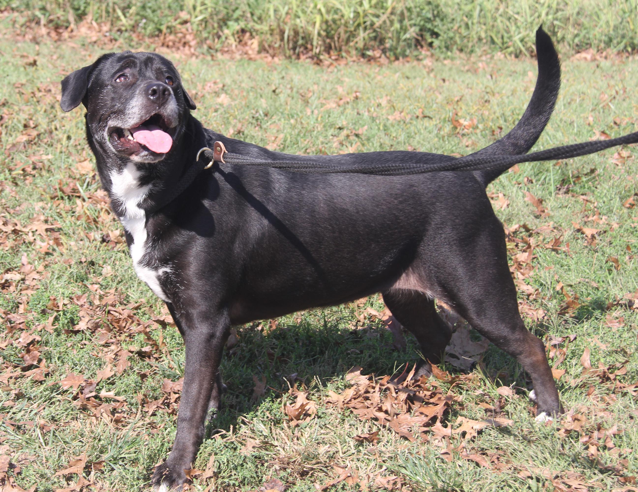 Alaska (Spayed) (Photos 9/28/2025)