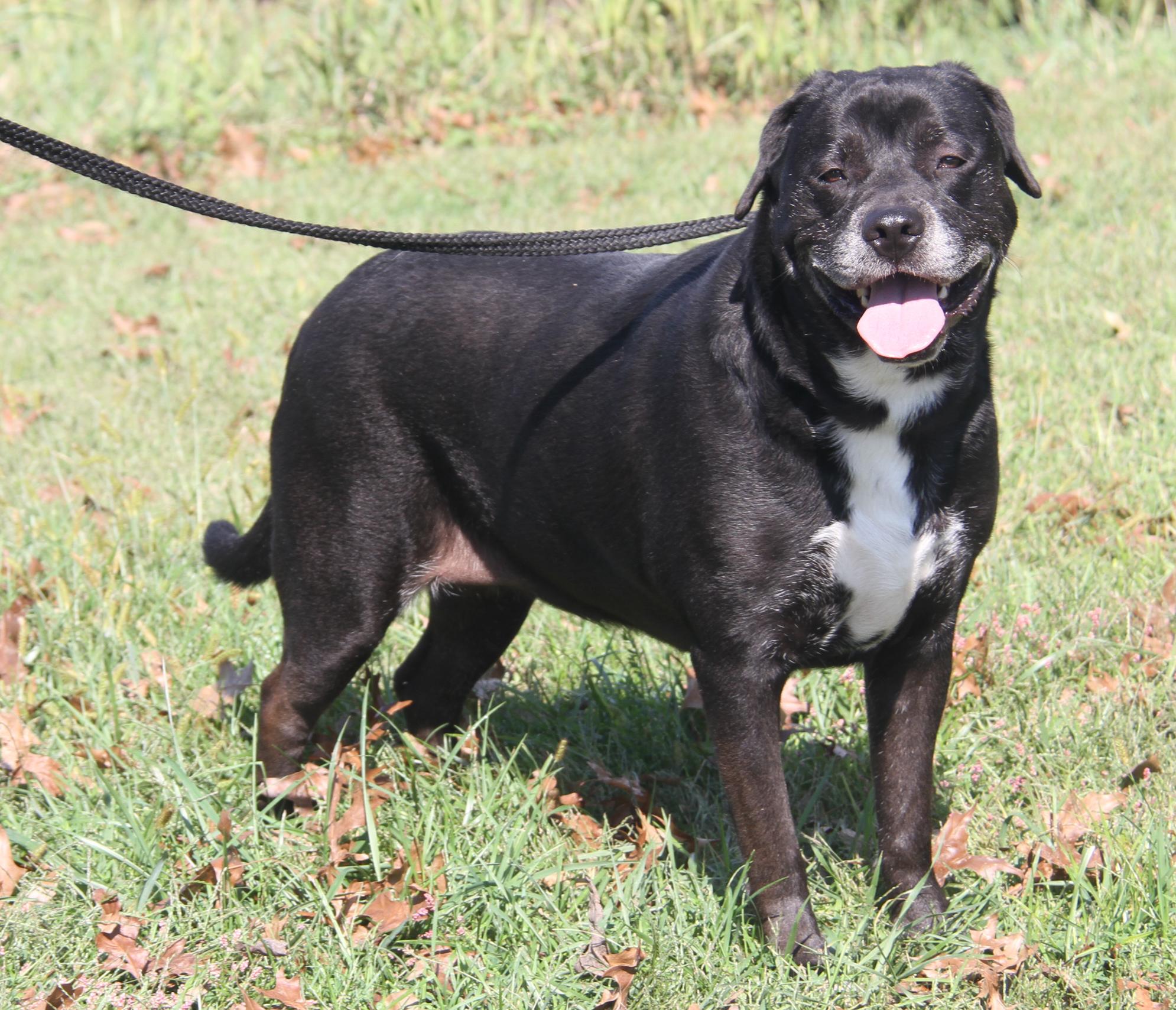 Alaska (Spayed) (Photos 9/28/2025)