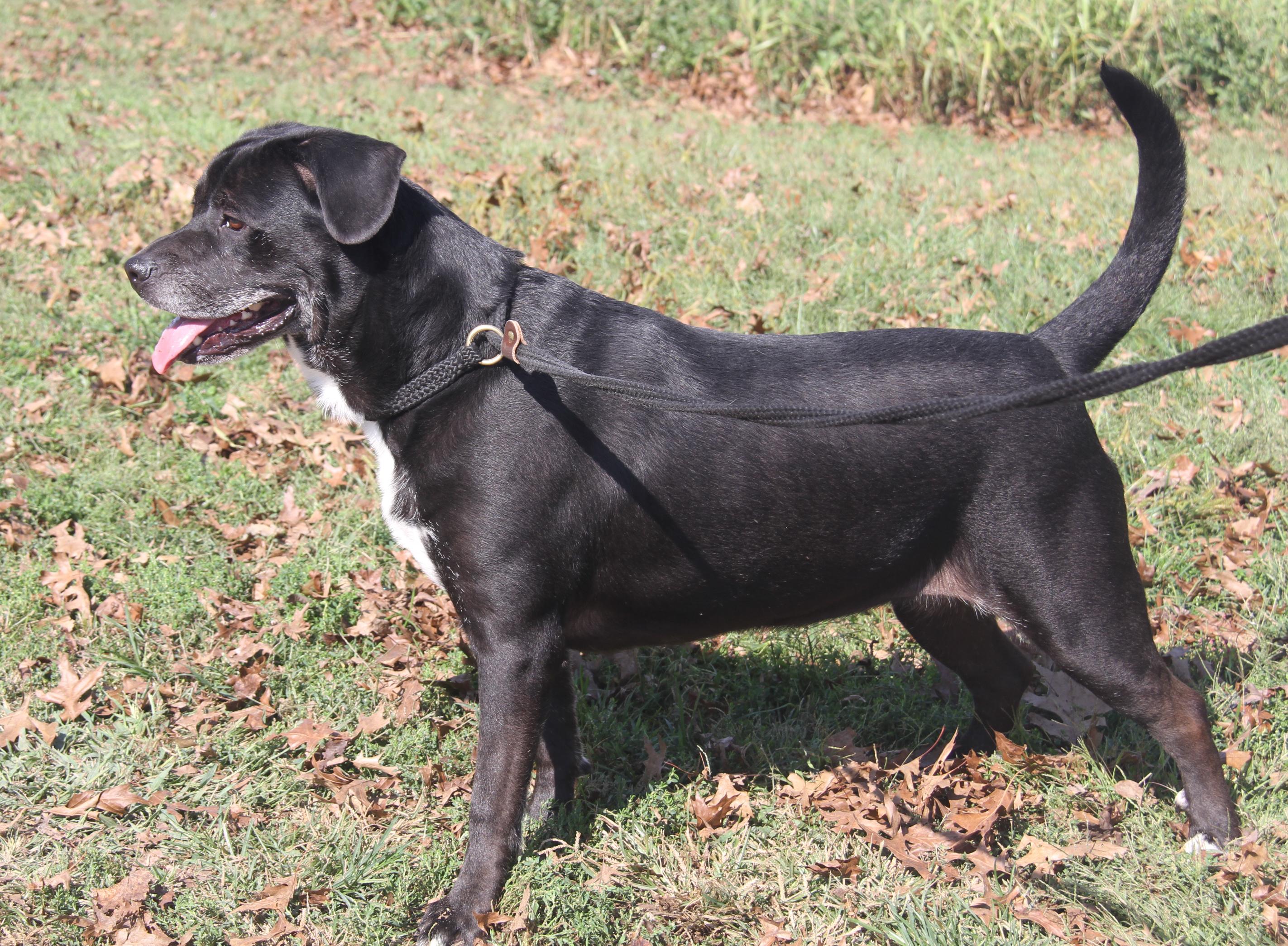 Alaska (Spayed) (Photos 9/28/2025)