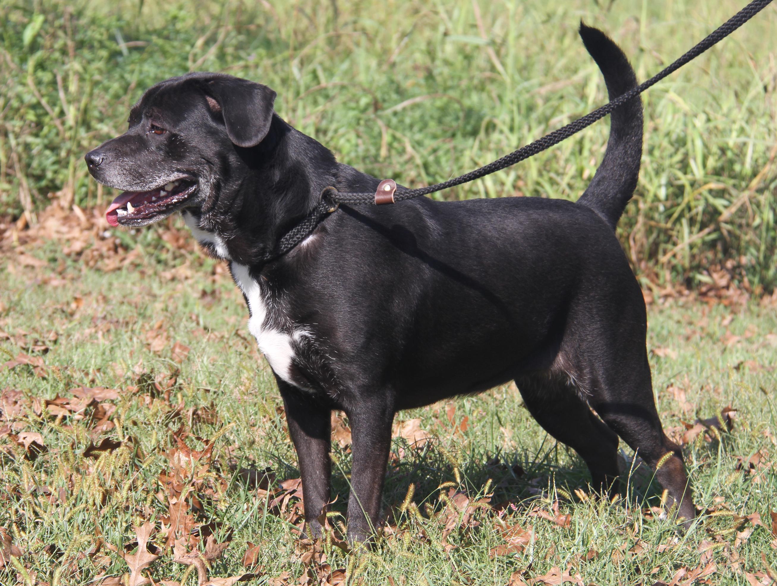 Alaska (Spayed) (Photos 9/28/2025)