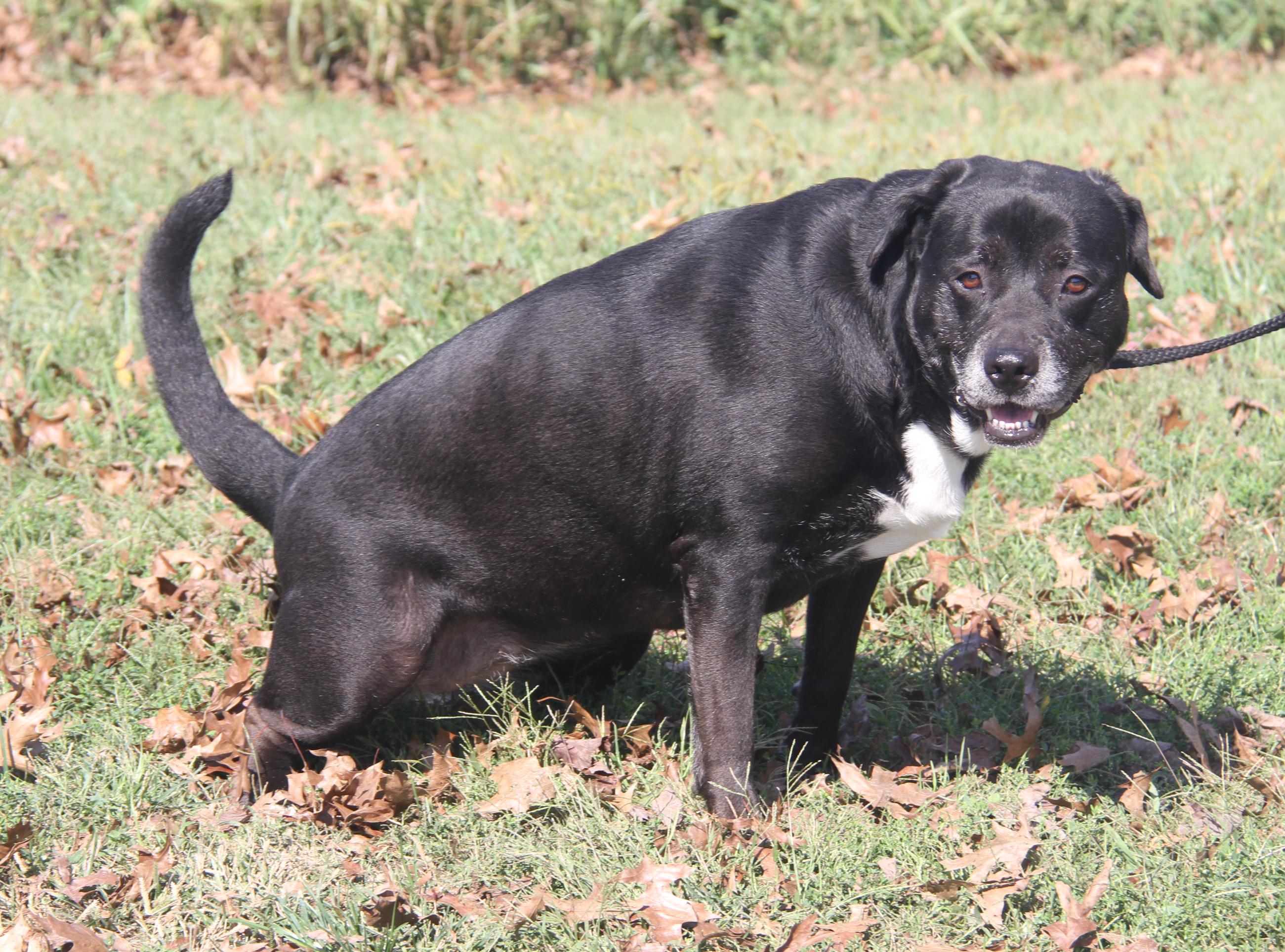 Alaska (Spayed) (Photos 9/28/2025)