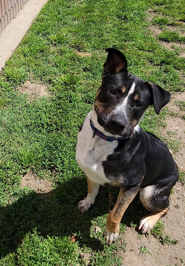 Huey, an adopted Pit Bull Terrier in Eagle, ID_image-1
