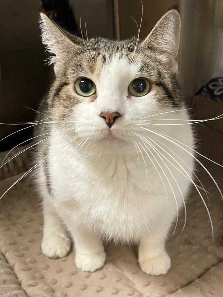 Enlarge Bloom, a Adoptable mixed breed in Spooner, WI image 1/4