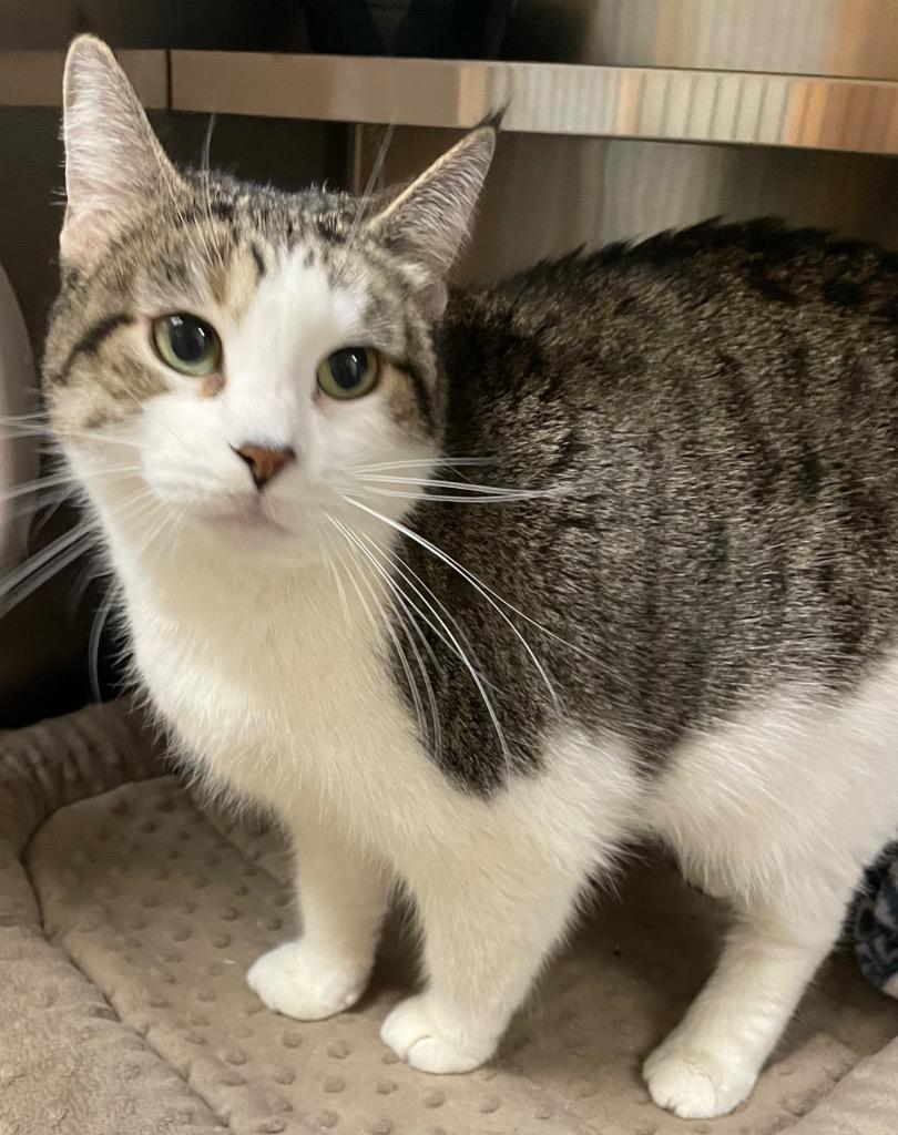 Enlarge Bloom, a Adoptable mixed breed in Spooner, WI image 2/4