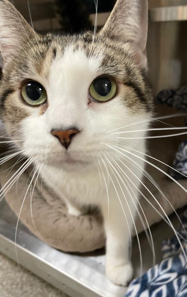 Enlarge Bloom, a Adoptable mixed breed in Spooner, WI image 4/4