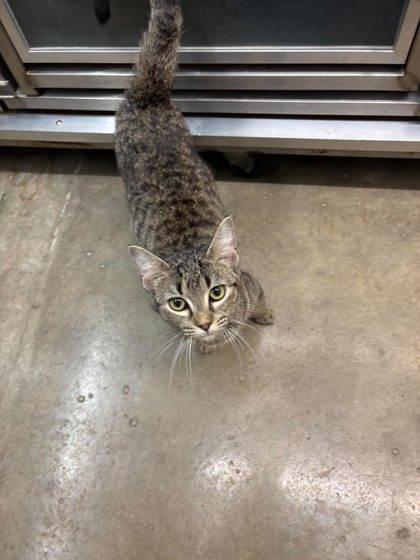 Jessie, Adoptable, Young Female Domestic Short Hair & Domestic Short Hair.
