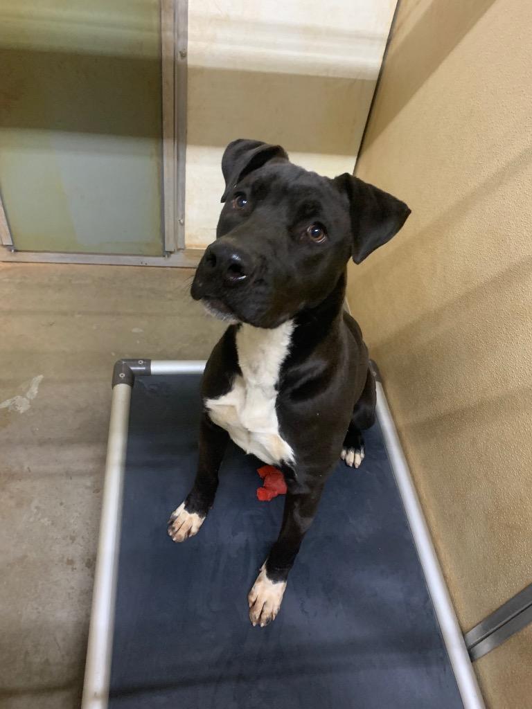 Enlarge Apollo, a Adoptable mixed breed in Tucumcari, NM image 1/2