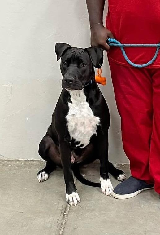 Enlarge Apollo, a Adoptable mixed breed in Tucumcari, NM image 2/2