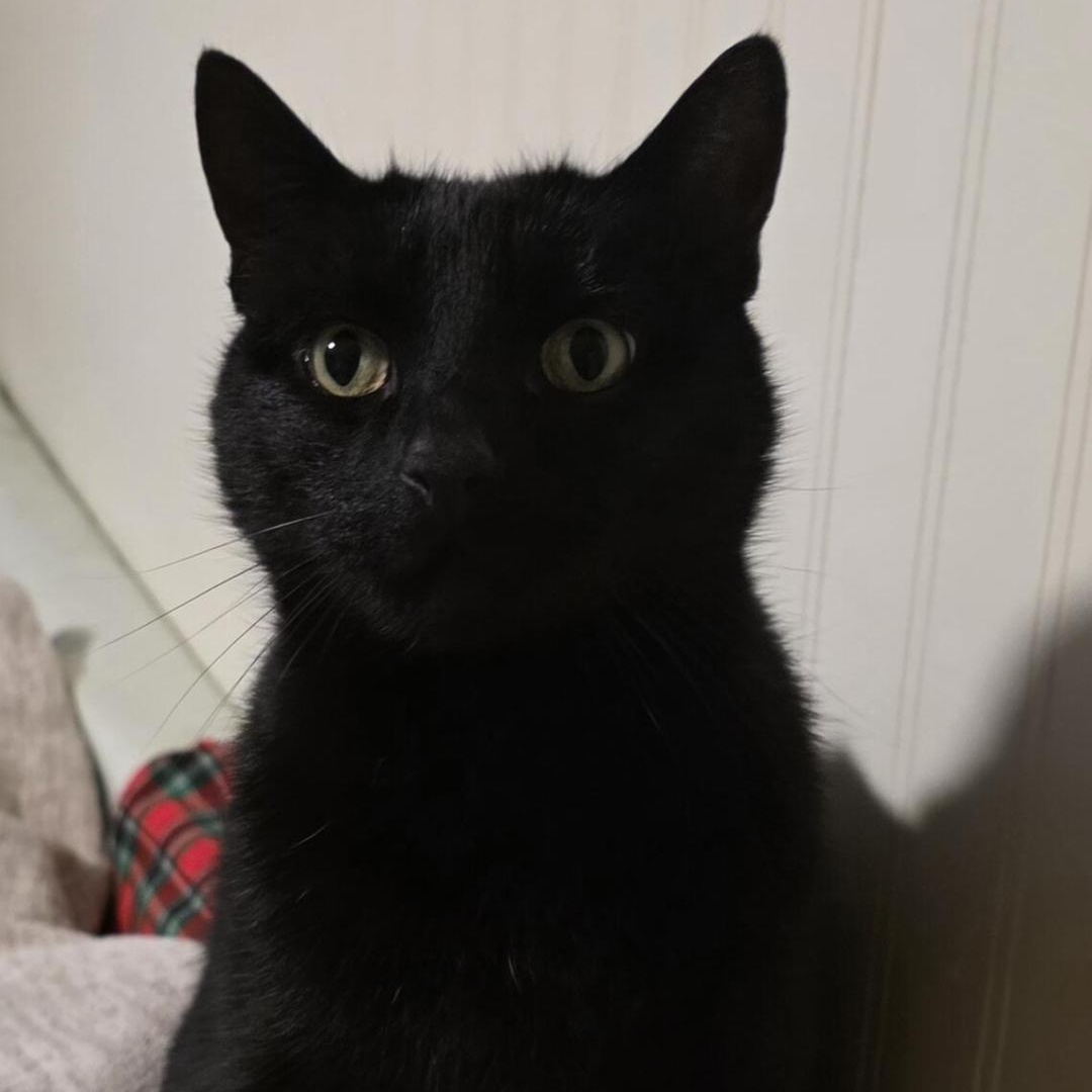 Enlarge Loving Home Needed to Honor Their Owner's Final Wish - Bonded Siblings, a ADOPTABLE Domestic Medium Hair in Bothell, WA image 2/2