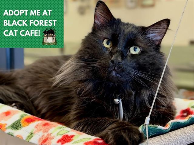 BLACKHAWK, Adoptable, Adult Male Domestic Long Hair.