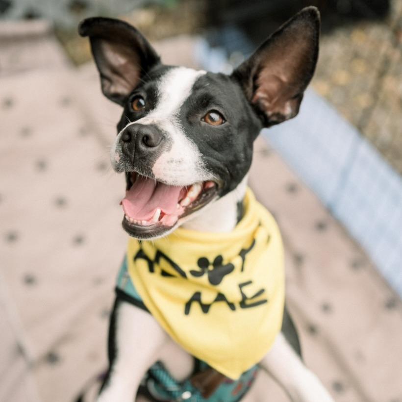 Marnie, a Adoptable American Staffordshire Terrier in Tampa, FL image 2/6