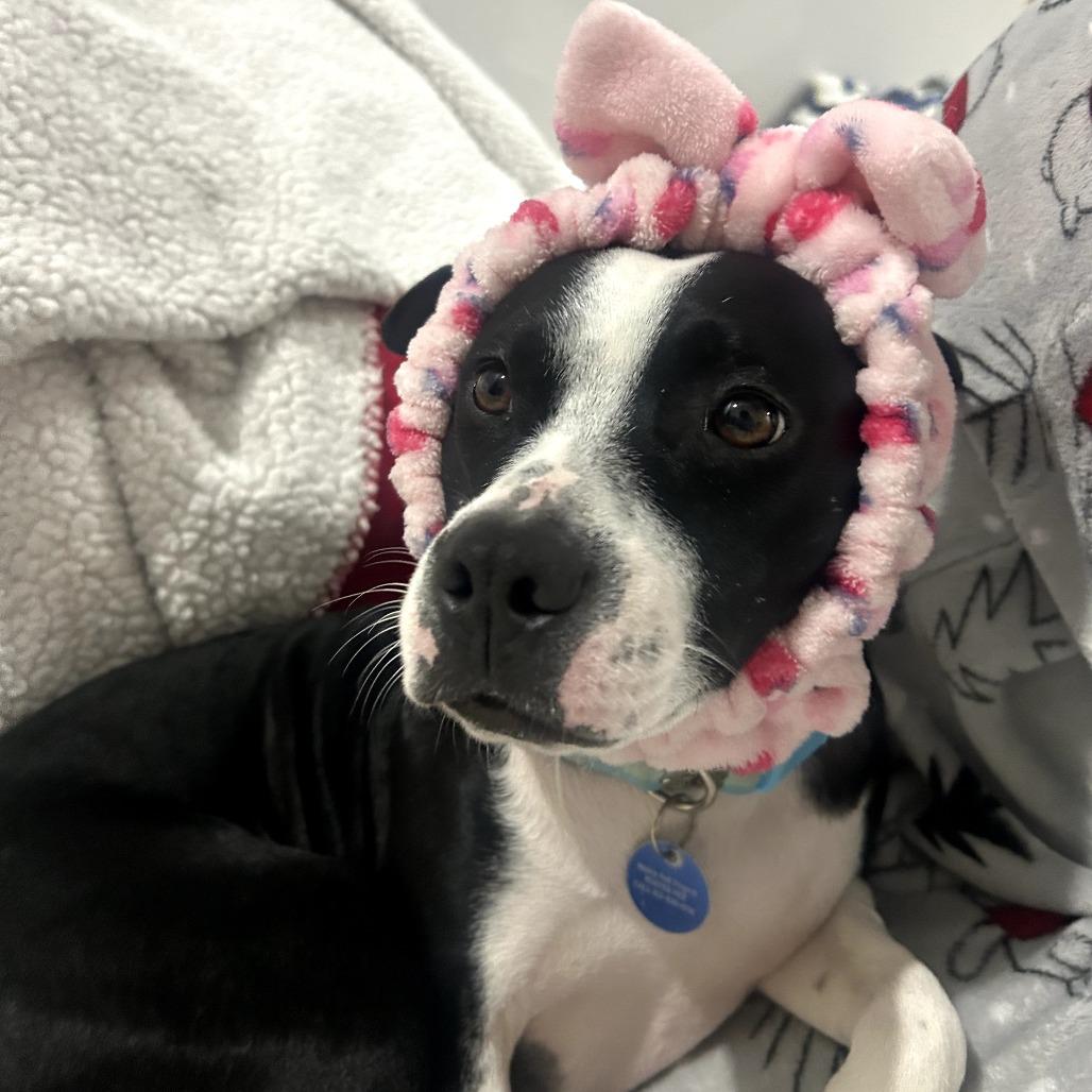 Marnie, a Adoptable American Staffordshire Terrier in Tampa, FL image 3/6