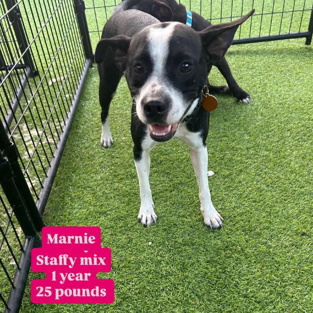 Marnie, a Adoptable American Staffordshire Terrier in Tampa, FL image 5/6