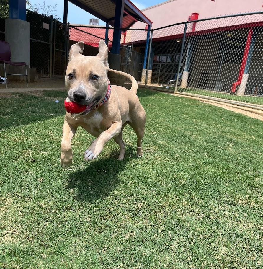 Dolly* A212572