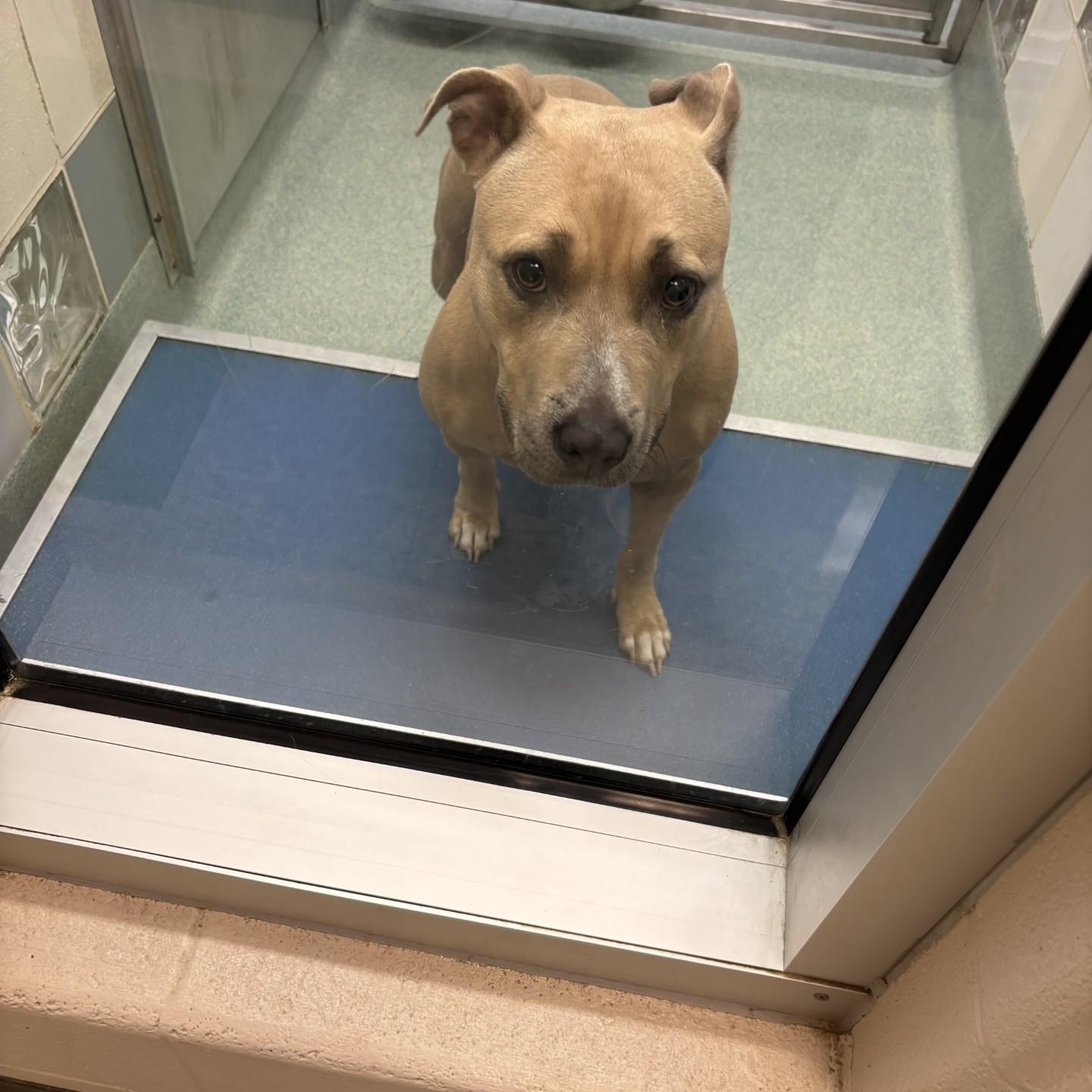 Dolly A212572