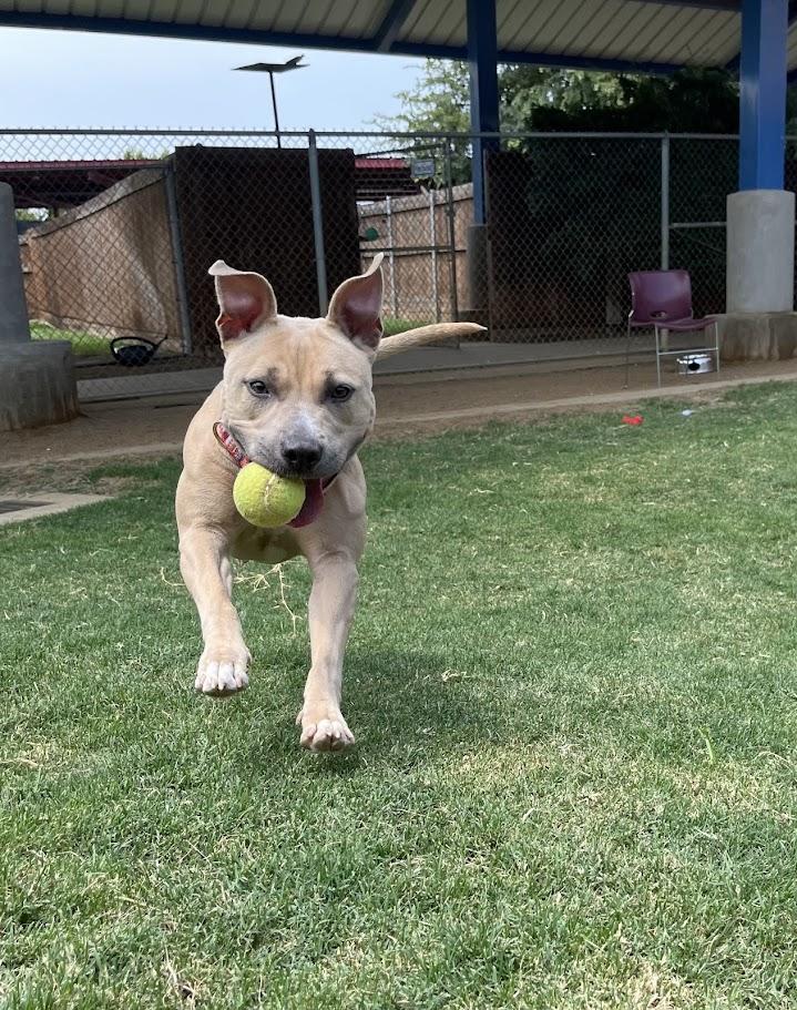 Dolly* A212572