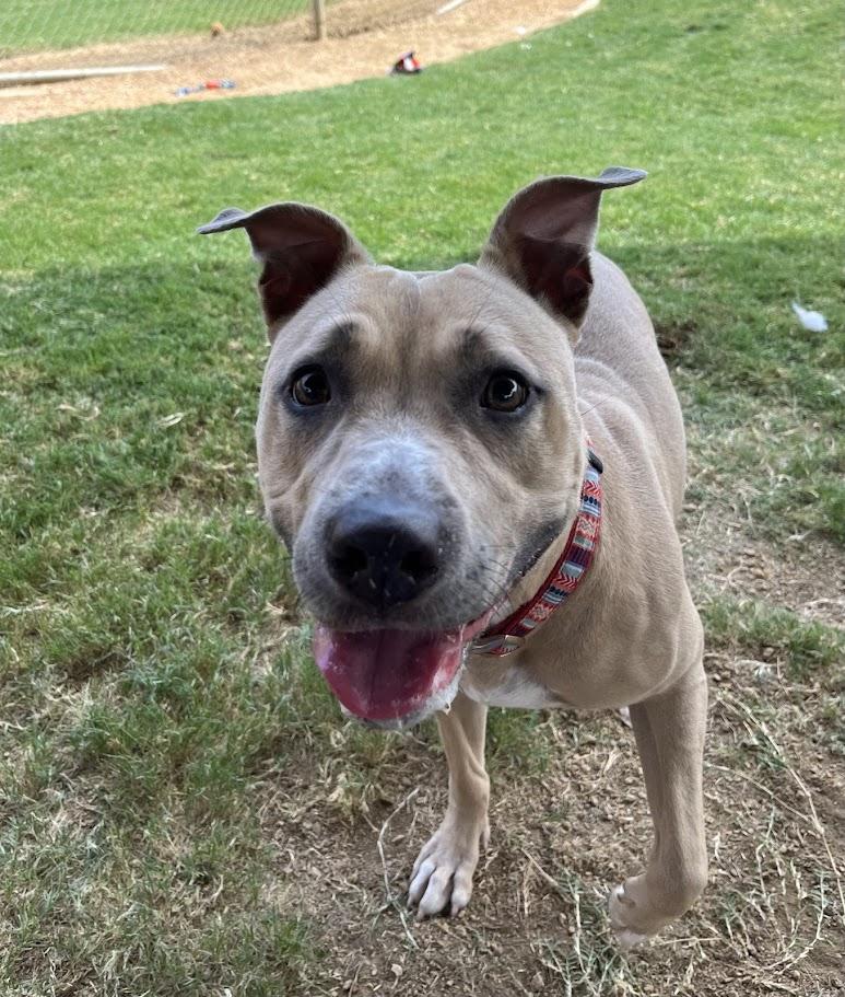 Dolly* A212572