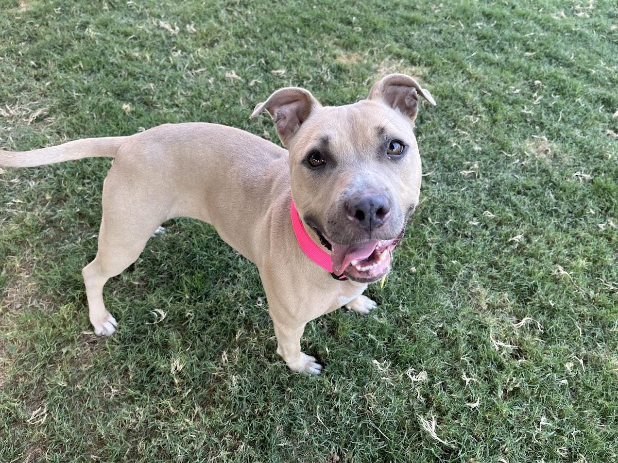 Dolly* A212572