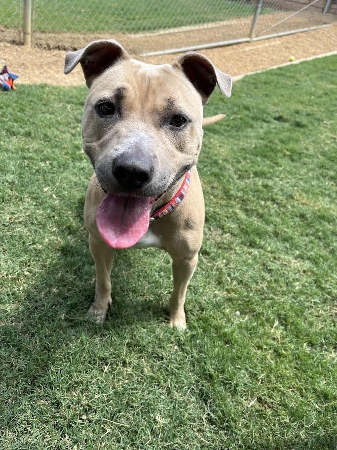 Dolly* A212572