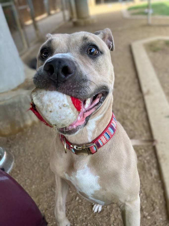 Dolly* A212572