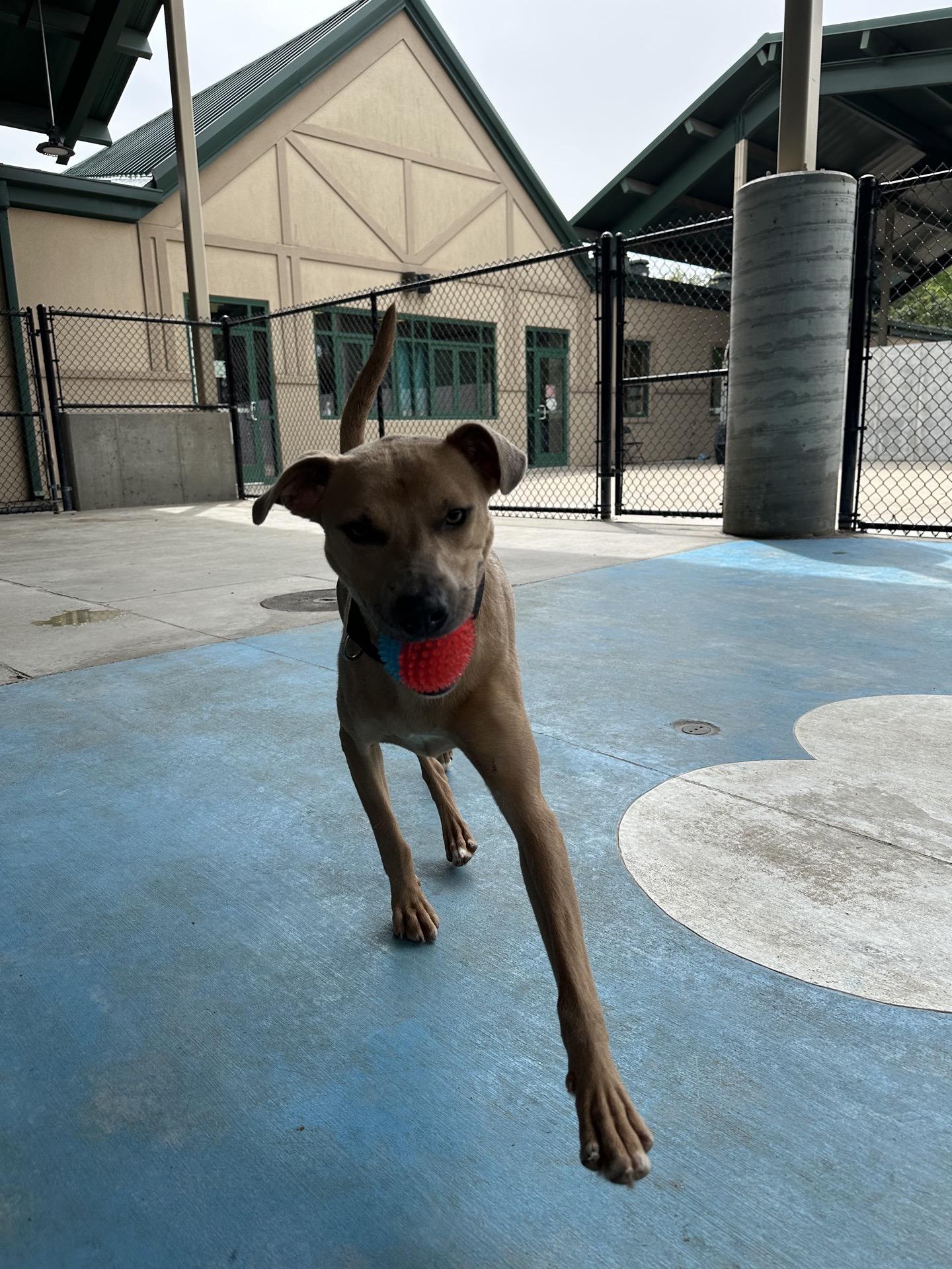 Enlarge Chester, a Adoptable mixed breed in Springfield, MO image 4/4