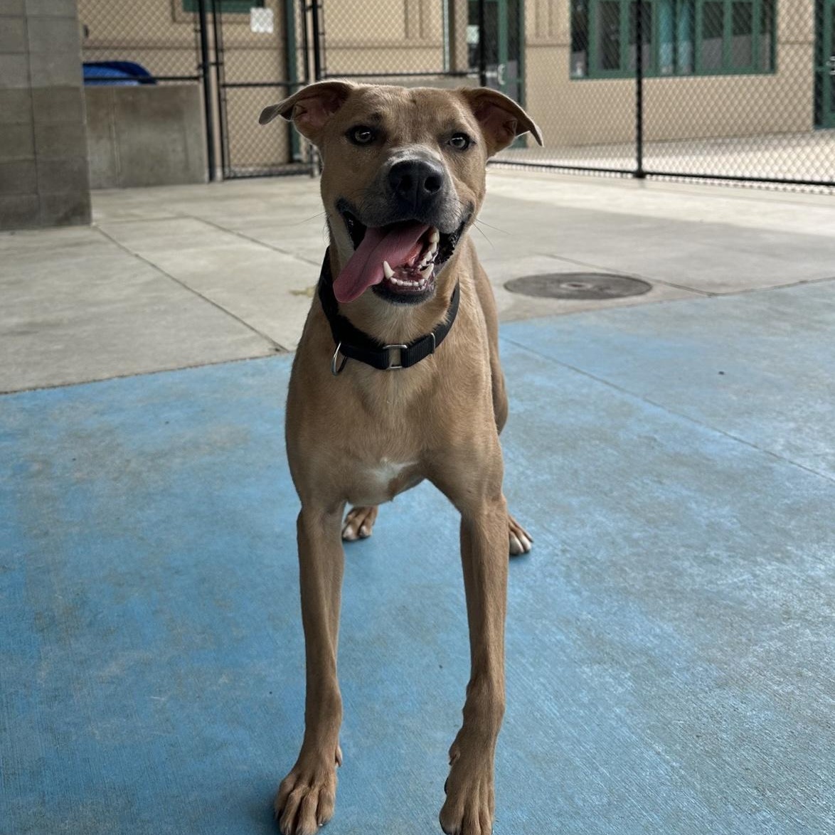 Enlarge Chester, a Adoptable mixed breed in Springfield, MO image 1/4